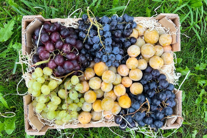 Früchtebox "Spätsommer in der Provence" Bio Box