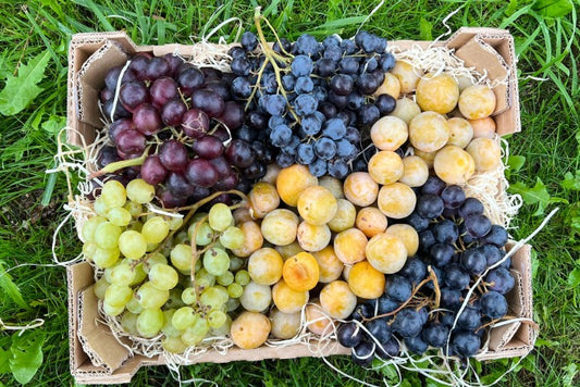 Früchtebox "Spätsommer in der Provence" Bio Box