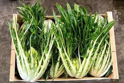 Puntarella Bio aus Apulien