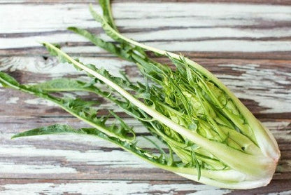 Puntarella Bio aus Apulien