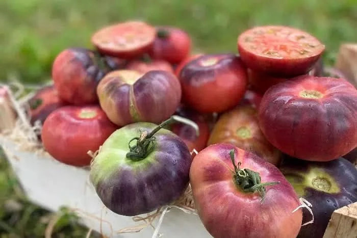 Delikatess-Tomate blau „Mar Azul“ Retterbox
