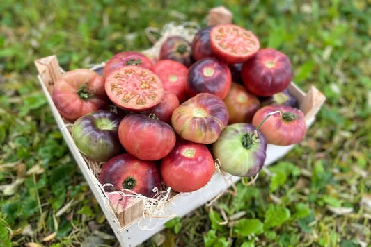 Delikatess-Tomate Purple Rose von Julian