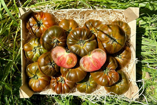 Tomaten "Raff" von Julian Aktionswoche %