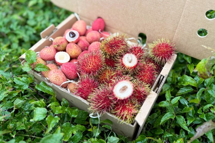 Litschi & Rambutan Box Sonderpreis