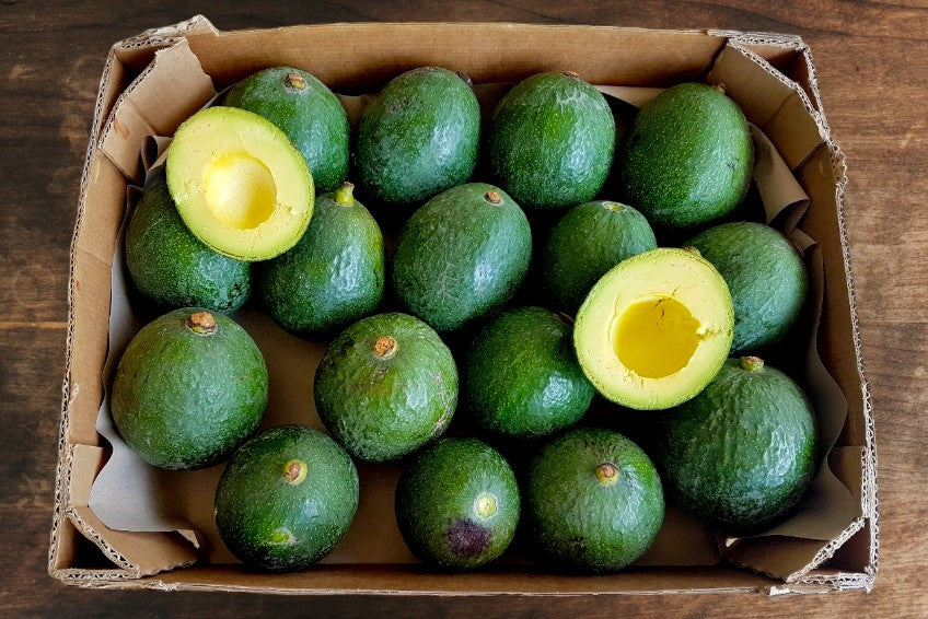 Avocado Mini Reed von Juan 3kg Retterbox