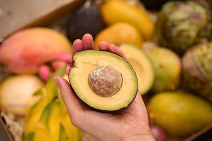 Avocado Reed Bio 13 Monate baumgereift von Julian