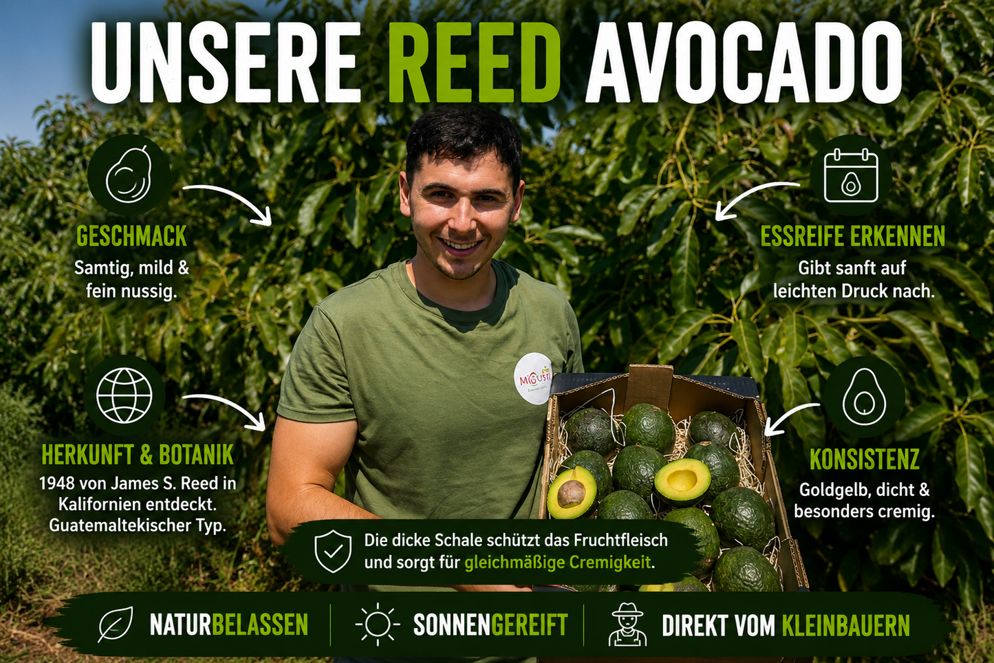 Avocado Reed Bio 13 Monate baumgereift von Julian