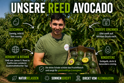 Avocado Reed Bio 13 Monate baumgereift von Julian