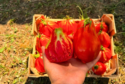 Tomaten "Ochsenherz" Bioland vom Biohof Laurer aus Landau (weiche, alte Sorte)
