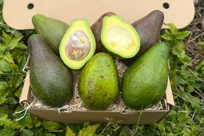 Avocado "Jumbo" Bio & Fair Retterbox % 2kg