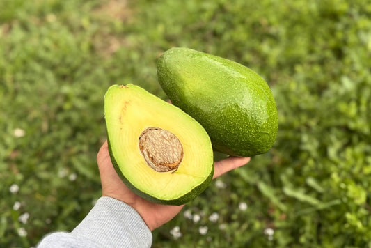 Avocado Antillano (Riesen-Avocado) 1 Stk.