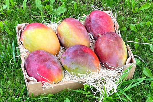 Riesenmango "Rosa" wild von Julian Stk. ca. 1kg