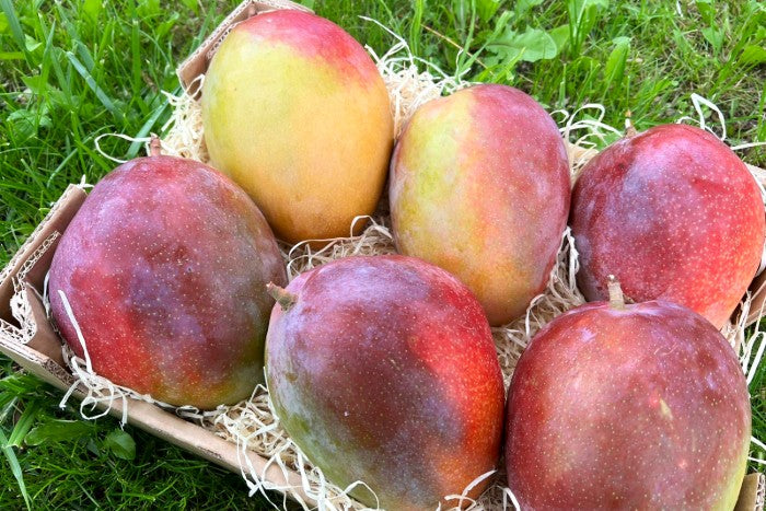 Riesenmango "Rosa" wild von Julian Stk. ca. 1kg