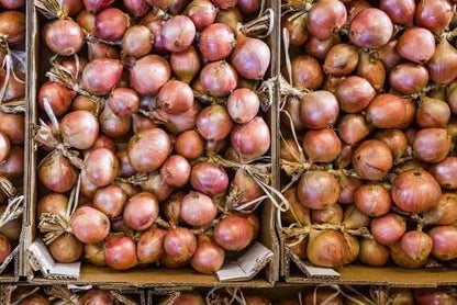 Delikatess-Zwiebel Rose Bio aus der Bretagne