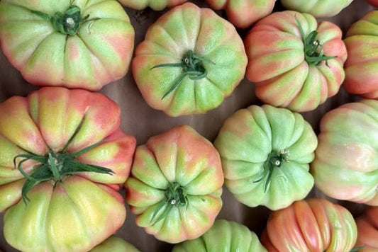 Delikatess-Tomaten "Roselinda" von Julian