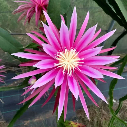 Drachenfrucht pink Bio Sparpreis-Box %
