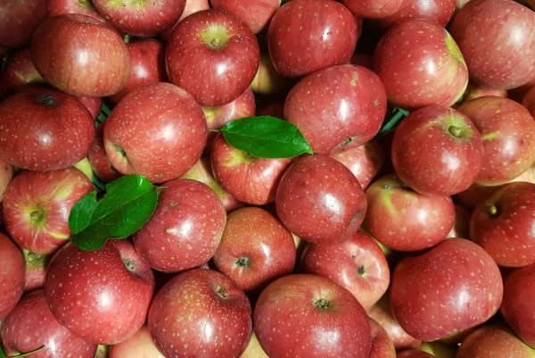 Bio Apfel „Rote Sternrenette“ – aromatisch & würzig, ideal frisch oder zum Backen.
