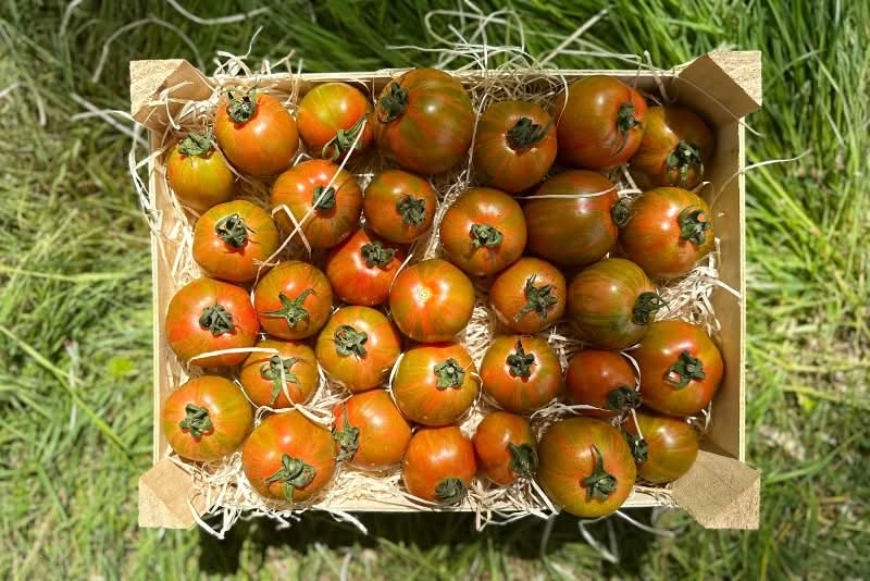 Tomaten "Rotes Zebra" Bio & samenfest aus der Provence bestellen ... Tomaten "Rotes Zebra" Bio & samenfest aus der Provence bestellen ...