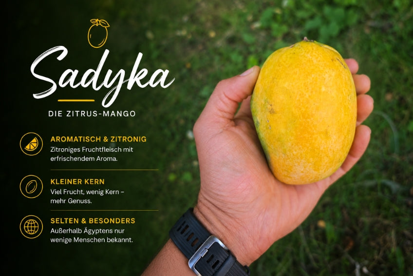Ägyptische Mango Entdeckerbox (3kg)