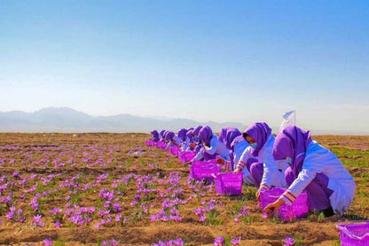 Safran - unbehandelt (Super Negin)