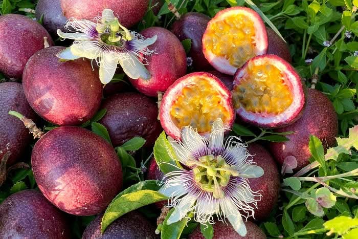 Exotische Früchtebox "Lieblingsfrüchte"
