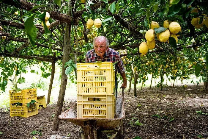 Zitronen Original Amalfi Bio