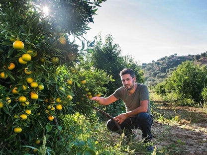 Clementinen mit Blatt Bio aus Kalabrien Wochenaktion