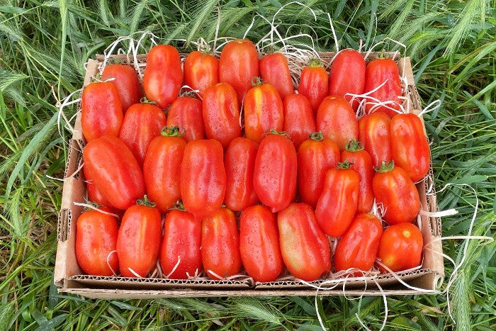 Delikatess-Tomaten Bio "San Marzano"