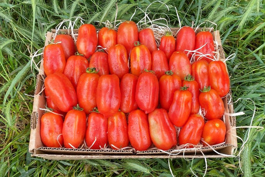 Delikatess-Tomaten Bio "San Marzano"