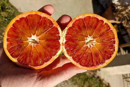 Blut-Orangen "Sanguinello" Bio Demeter Aktionspreis