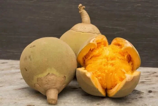 Mamey Zapote (Mammi-Apfel) naturbelassen