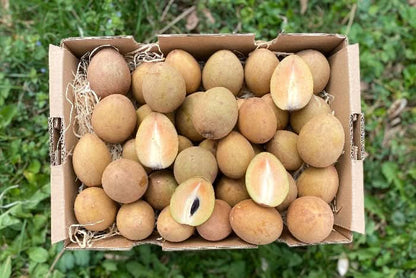 Sapotillen Kipepeo Bio & Fair Aktionspreis