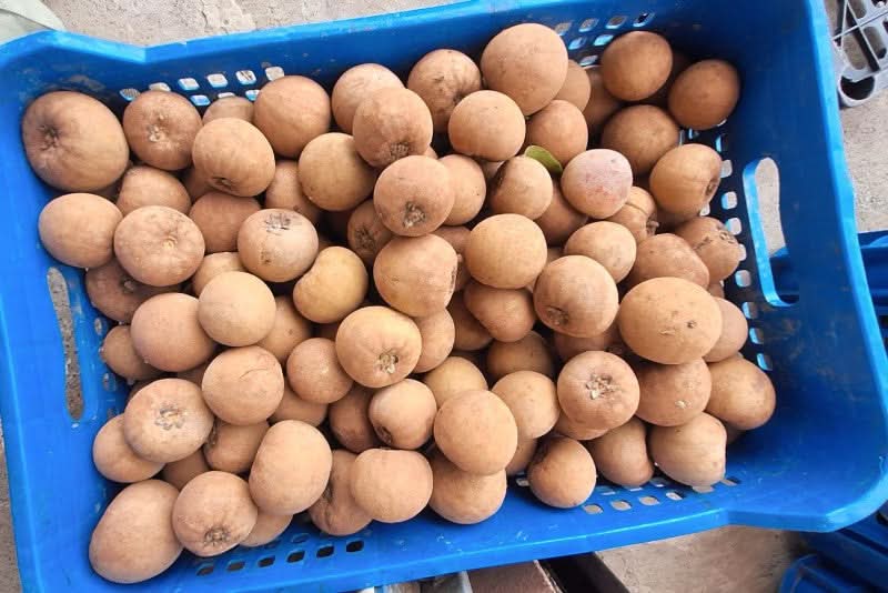 Sapotillo (Chicozapote) 1 Stk.