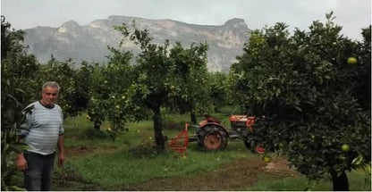 Mandarinen Satsumas Bio von Apostolis (Kreta)