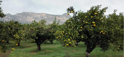 io Mandarinen Satsumas von Apostolis (Kreta) Sparpreis % Box 6kg