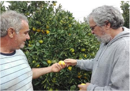 io Mandarinen Satsumas von Apostolis (Kreta) Sparpreis % Box 6kg
