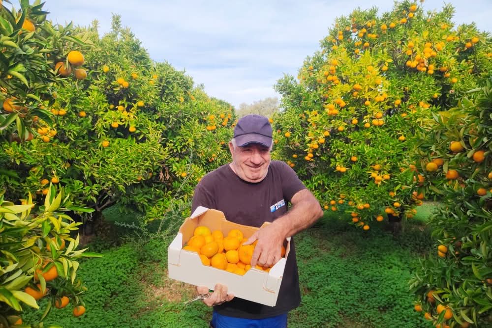 io Mandarinen Satsumas von Apostolis (Kreta) Sparpreis % Box 6kg