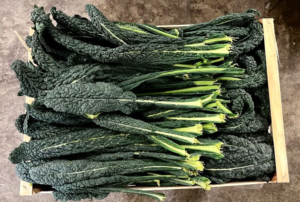 Bio Schwarzkohl (Cavolo nero) Sparpreis-Box % 3kg
