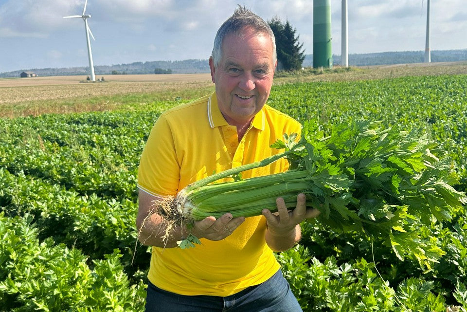 Stangensellerie Bio regional (Permakultur)