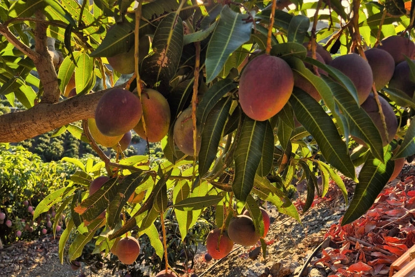 Mango Sensacion von Julian Aktionswoche %