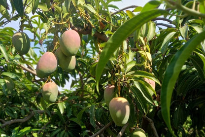 Ätna Mango Mix Sizilien Sonderpreis