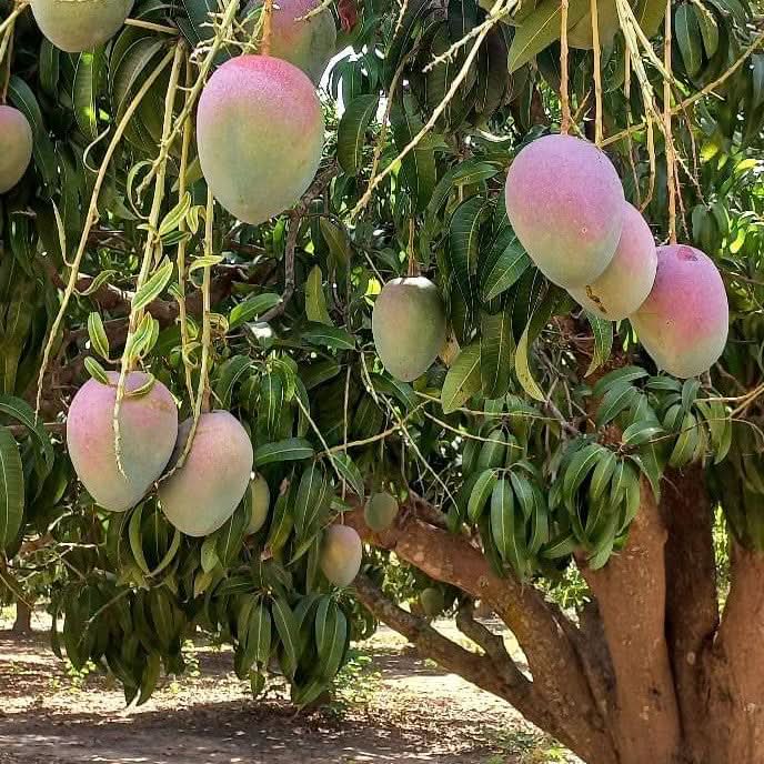 Mango Kent Bio baumgereift