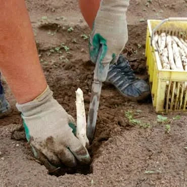 Spargel weiss/violett Bio regional