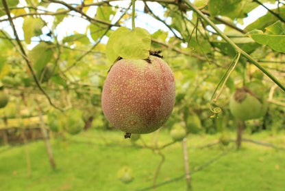 Smaragd-Maracuja "Sweet Emerald" von Familie Bolivar Sparpreis-Box
