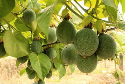 Smaragd-Maracuja "Sweet Emerald" von Familie Bolivar Sparpreis-Box