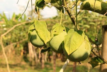 Maracuja "Sweet Emerald" von Familie Bolivar Kennenlernpreis
