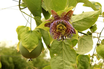 Smaragd-Maracuja "Sweet Emerald" von Familie Bolivar Sparpreis-Box