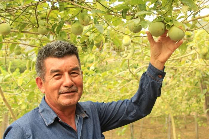 Maracuja "Sweet Emerald" von Familie Bolivar Kennenlernpreis