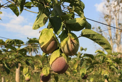 Maracuja "Sweet Emerald" von Familie Bolivar Kennenlernpreis