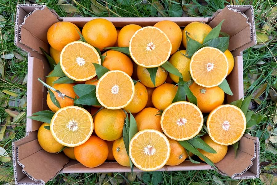 Bio Mandarine "Tacle" Sparpreis-Box % 6kg